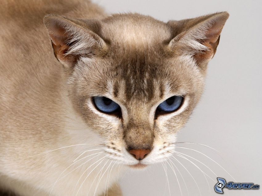 siamská mačka, modré oči
