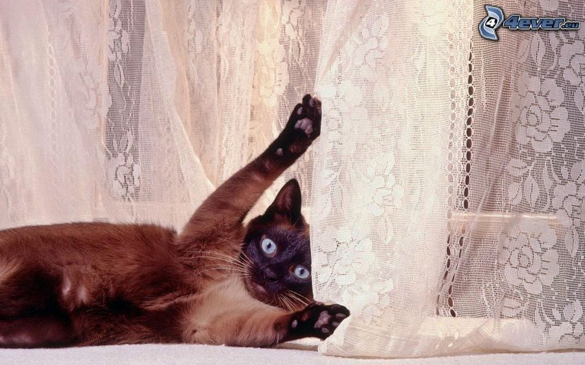 siamská mačka, záclona