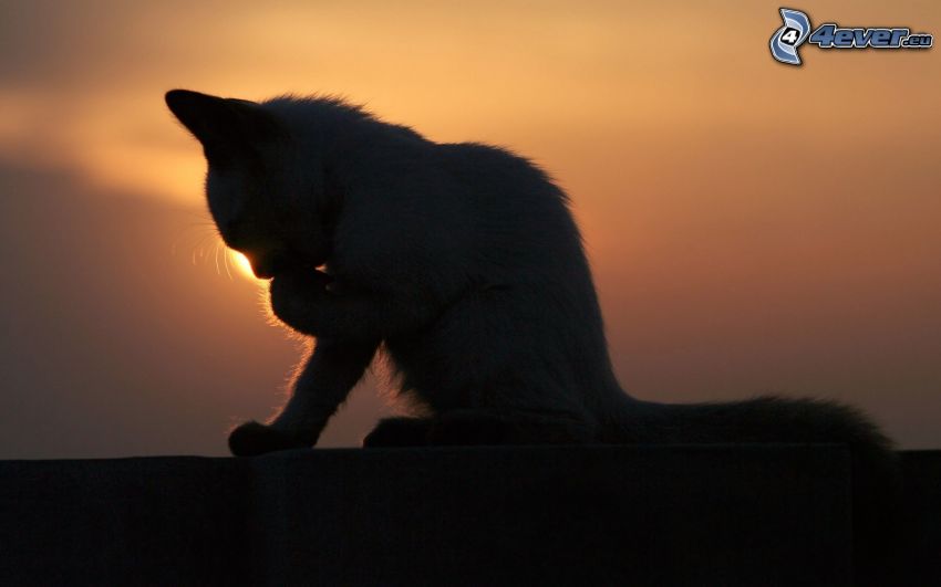 silueta mačky, západ slnka