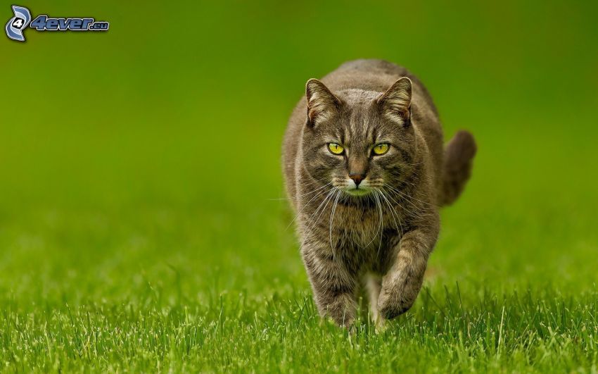 sivá mačka, chôdza, trávnik