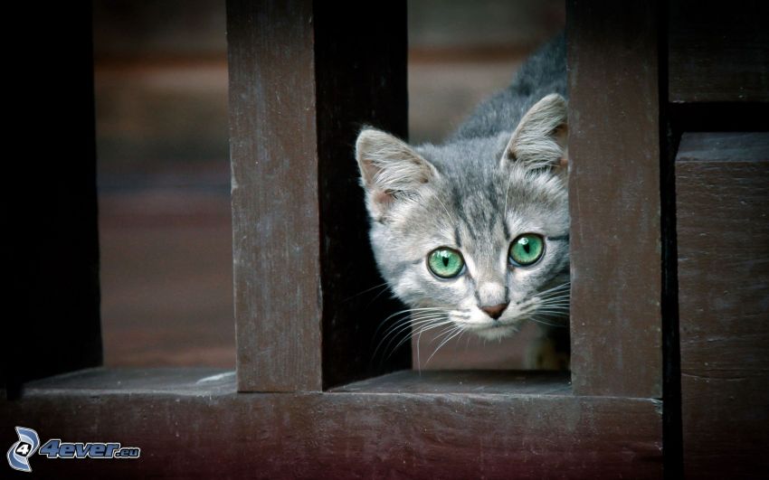 sivá mačka, drevený plot