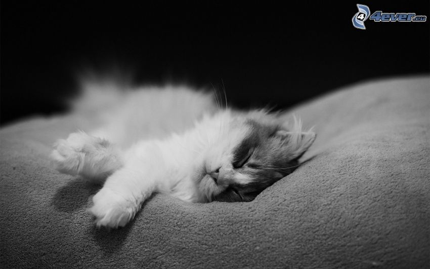 spiace mačiatko, čiernobiela fotka