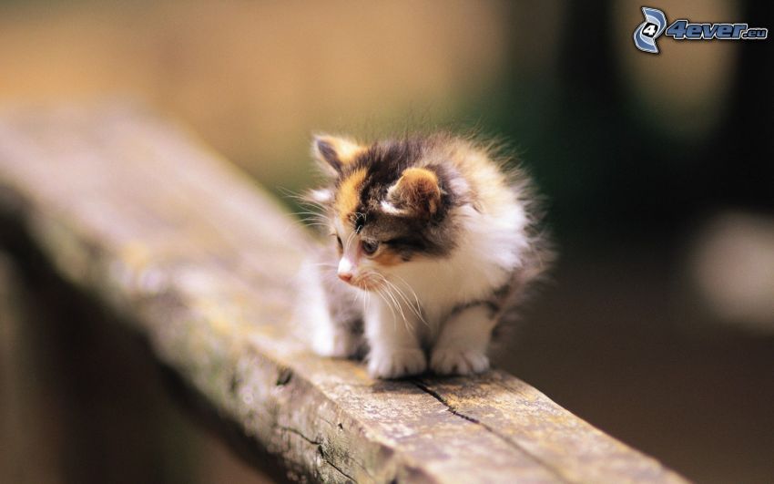 strakaté mačiatko, mačka na plote
