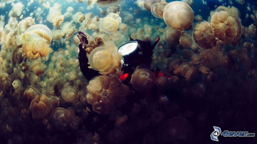 medúzy, potápač