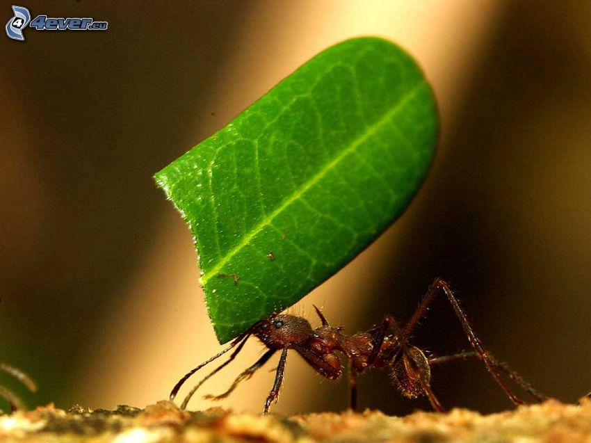 mravec, zelený list