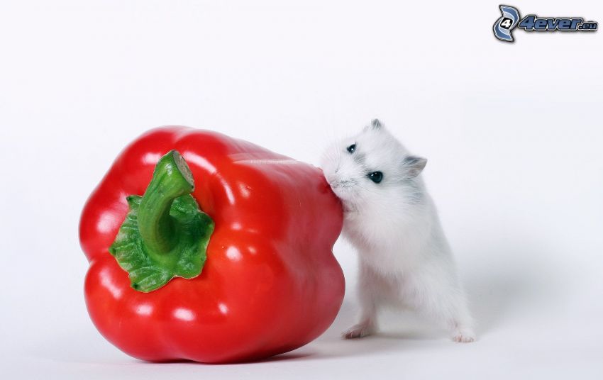 myš, červená paprika
