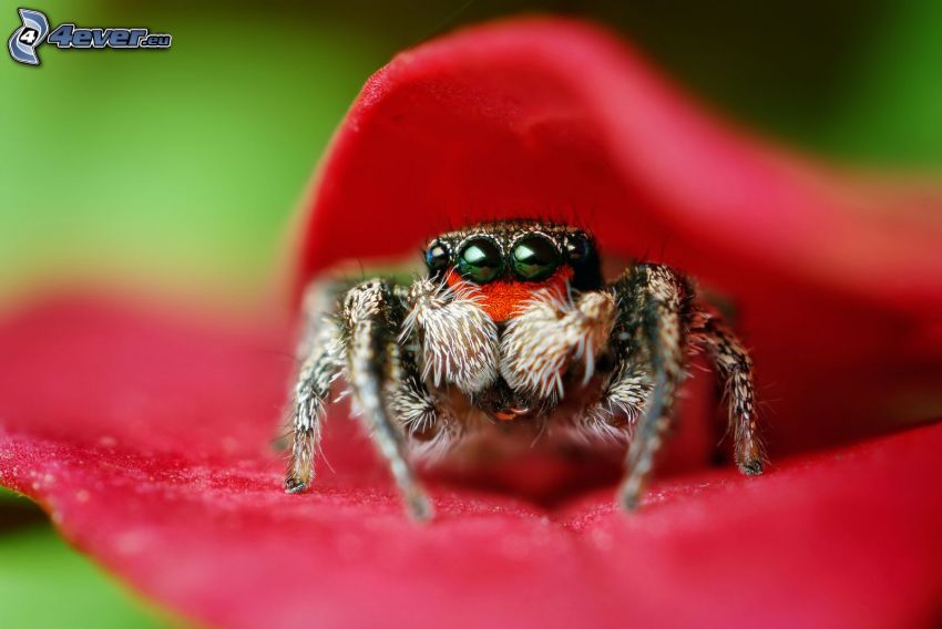 pavúk, červený kvet