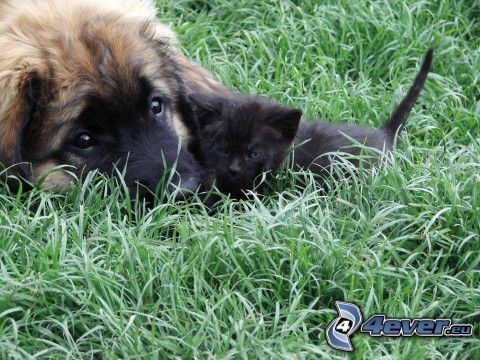 pes a mačiatko, malá čierna mačička, tráva, láska