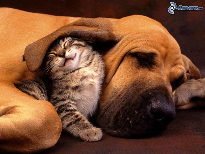 pes a mačiatko, ucho, spánok