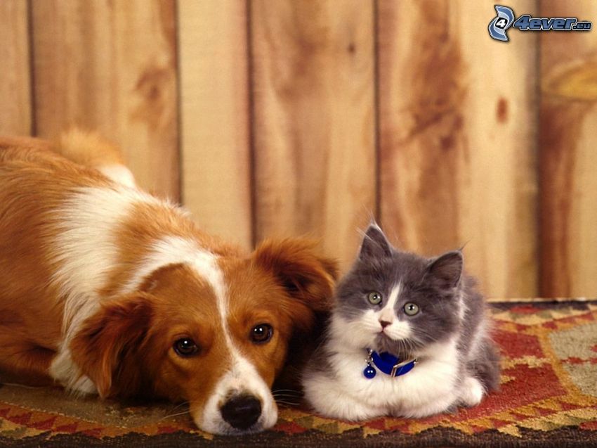 pes a mačka