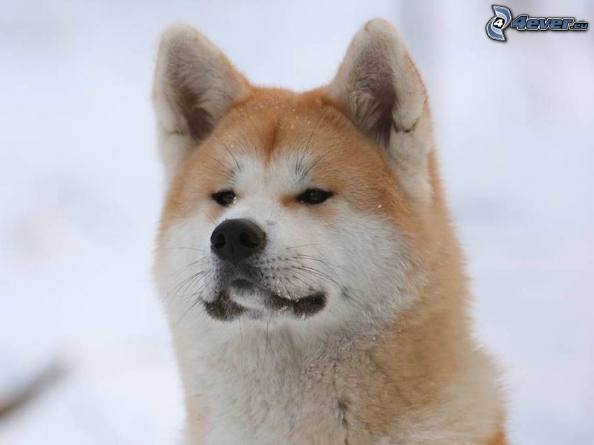 Akita Inu, sneh