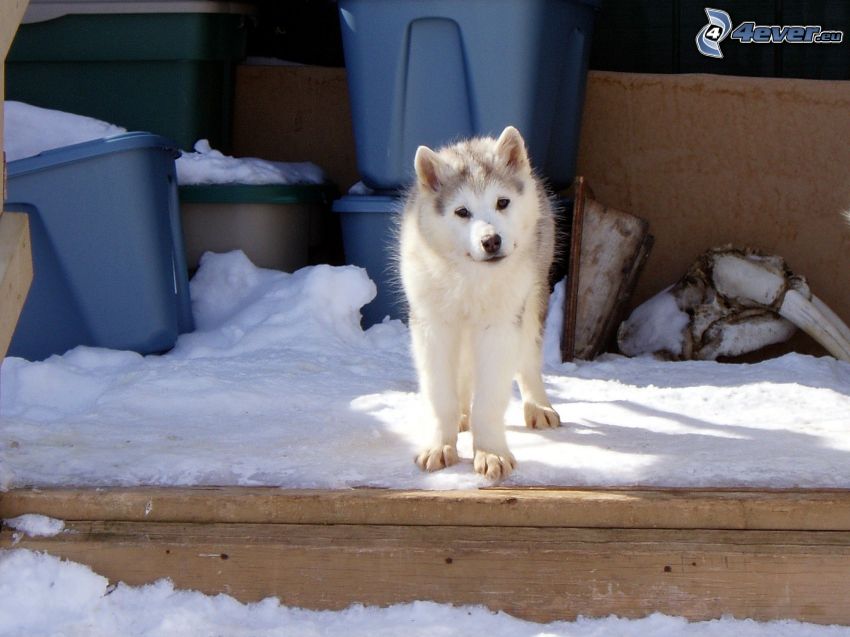 Aljašský malamut, šteniatko