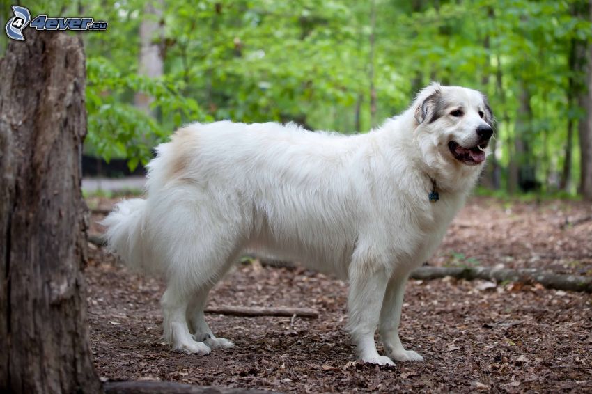 Anatolský pastiersky pes, les