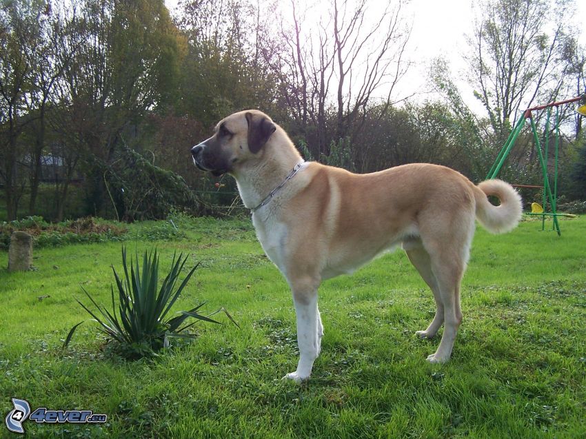Anatolský pastiersky pes, záhrada, hojdačka