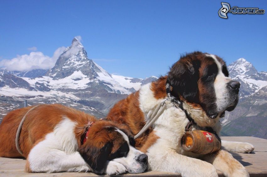 bernardín, Matterhorn, zasnežené hory