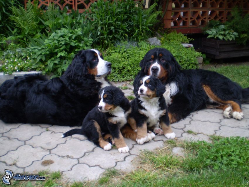 Bernskí salašnícki psi, rodina, šteniatka Bernských salašníckych psov
