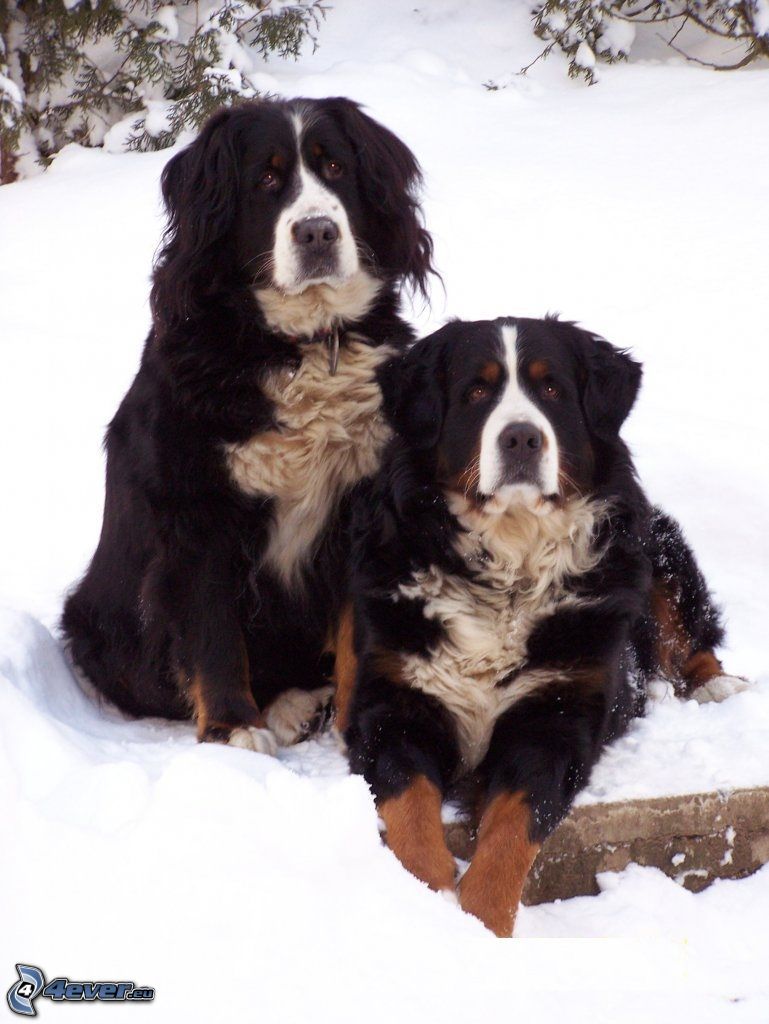 Bernskí salašnícki psi, sneh