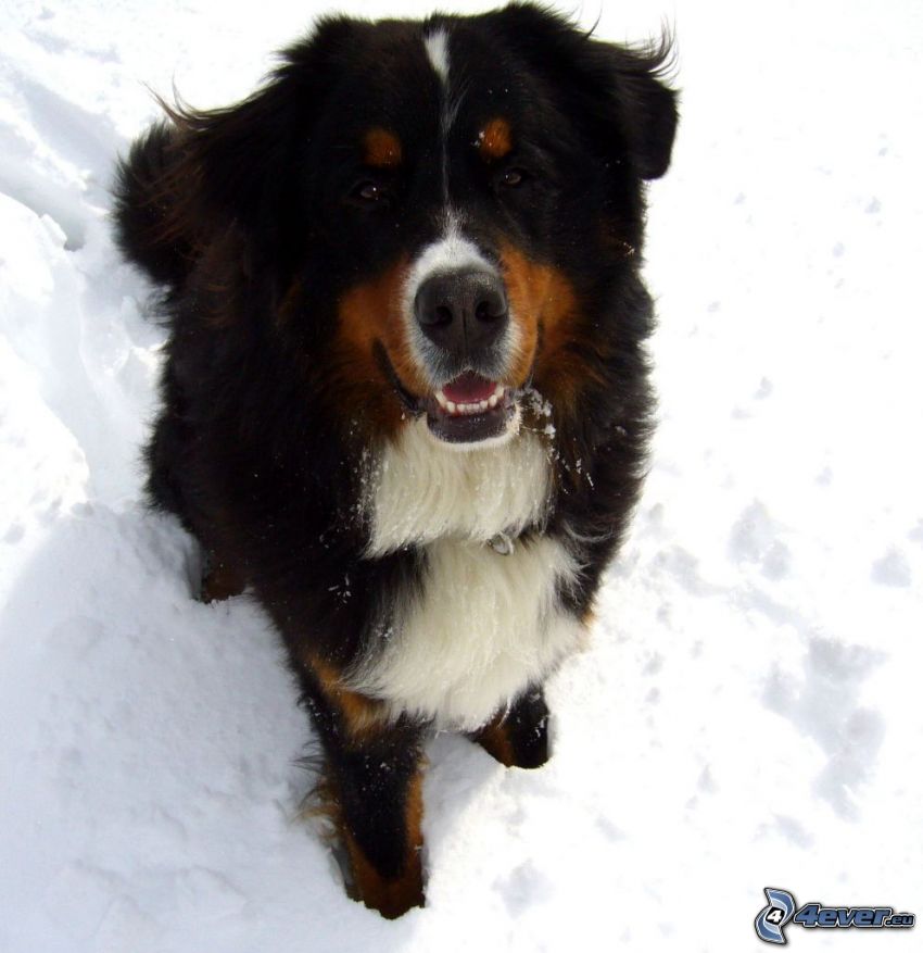 Bernský salašnícky pes, sneh