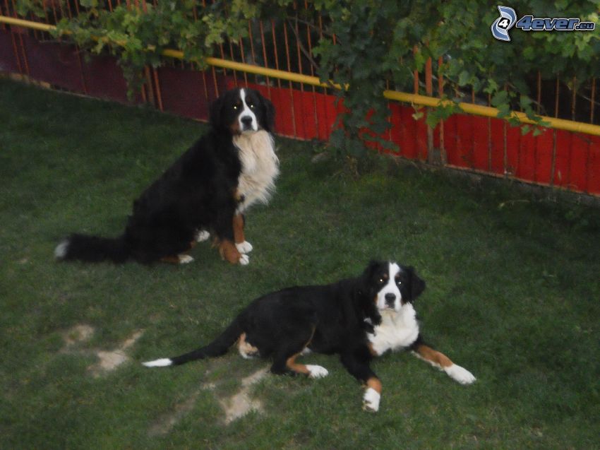 Bernský salašnícky pes, tráva, plot