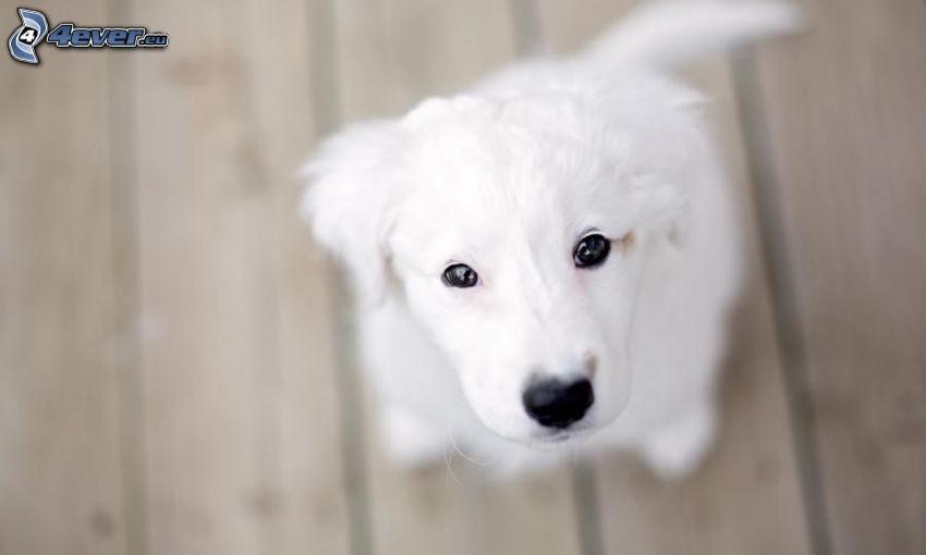 biele šteniatko