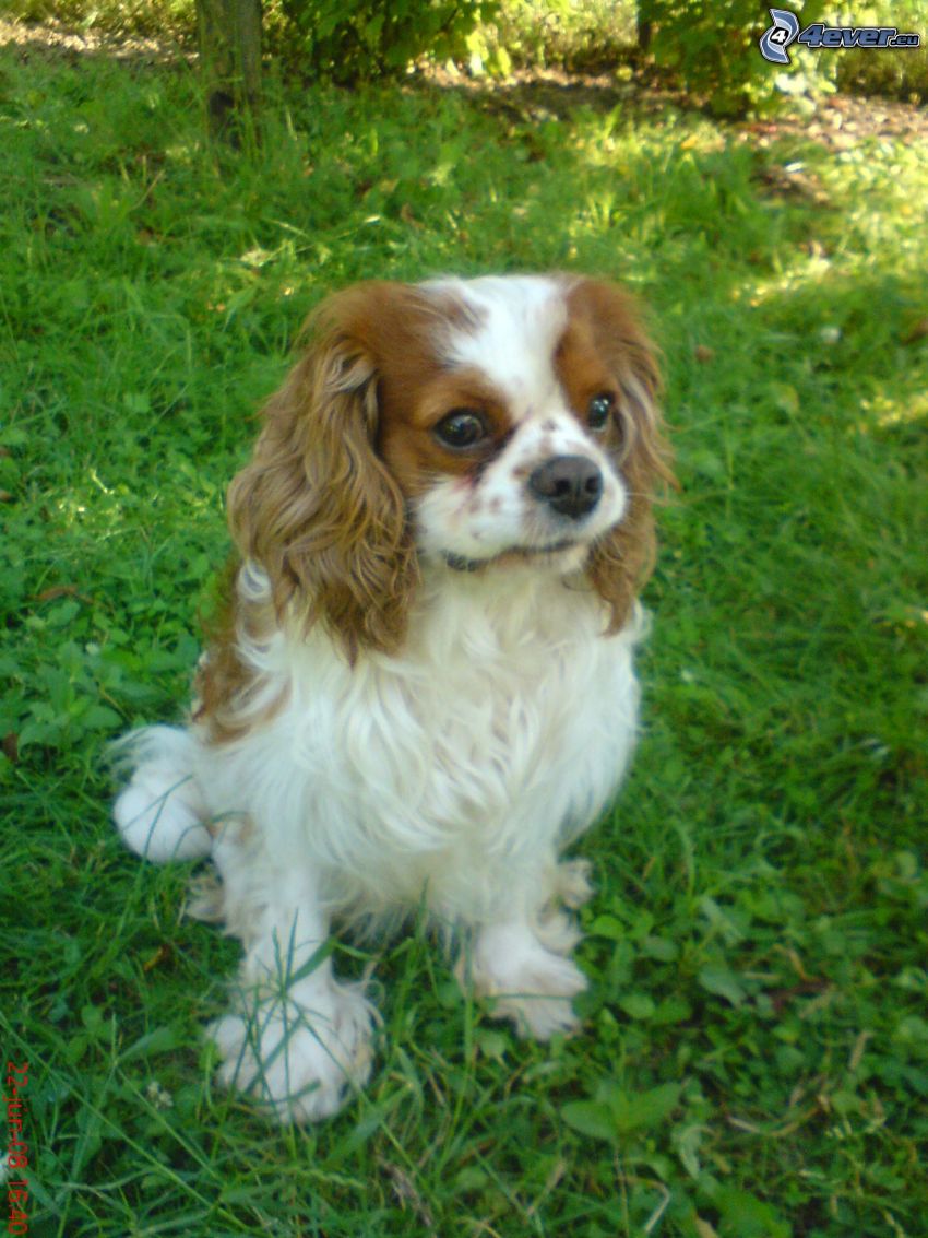 Cavalier King Charles Španiel, pes na tráve