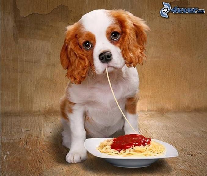 Cavalier King Charles Španiel, šteňa, špagety, kečup
