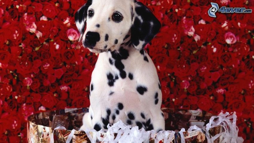 dalmatínec, šteniatko, červené ruže