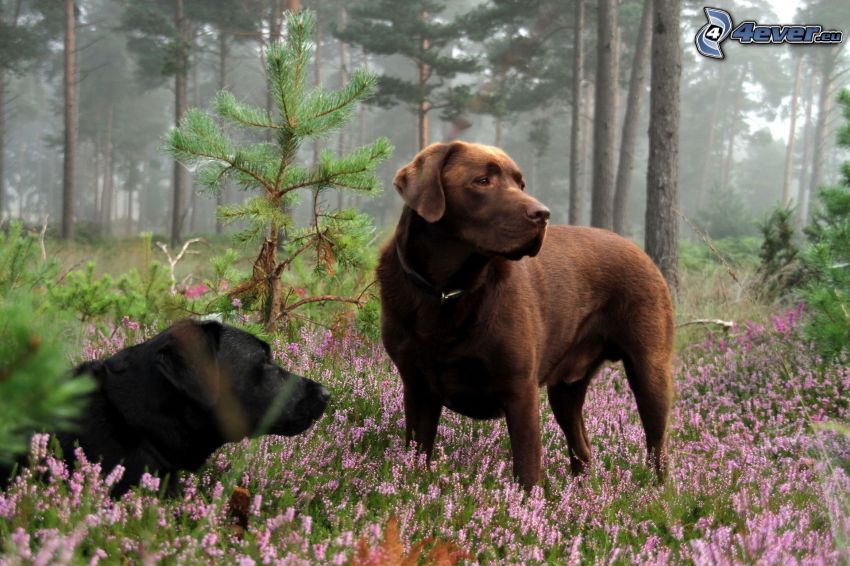 dvaja psy, hnedý pes, čierny pes, les, fialové kvety