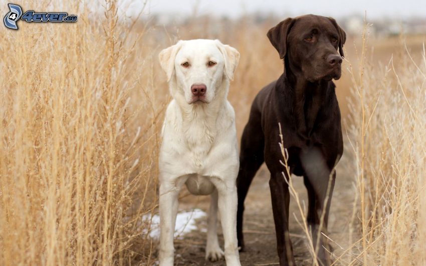 dvaja psy, Labrador, suchá tráva