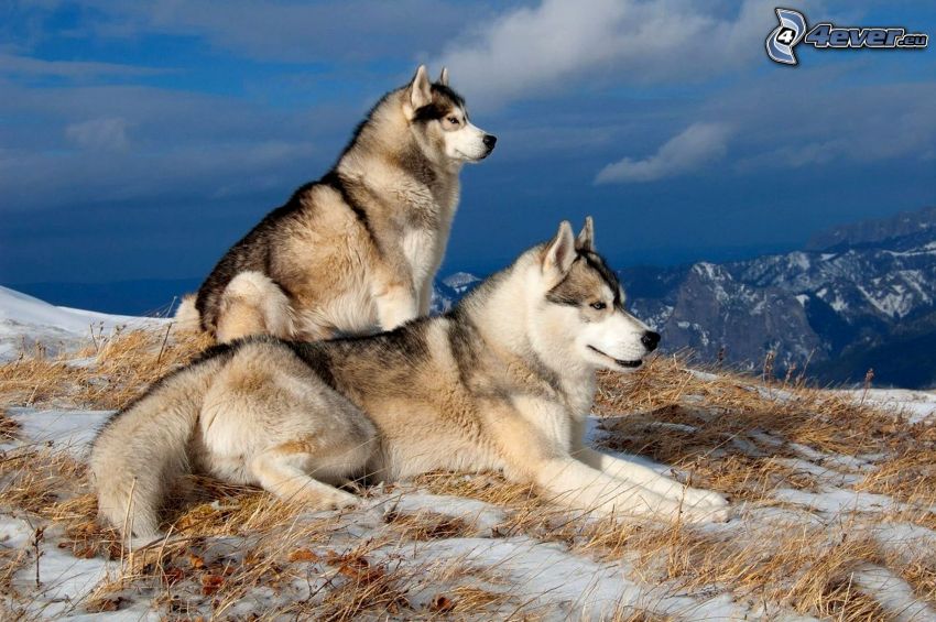 dvaja psy, Sibírsky husky, sneh, výhľad na krajinu