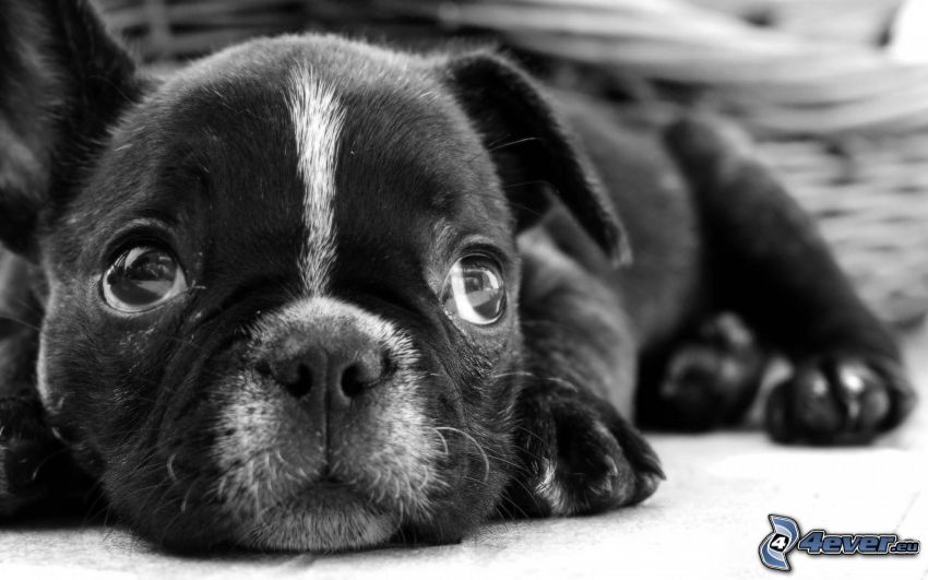 francúzsky buldog, šteniatko buldoga, čiernobiele