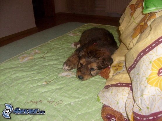 hnedé šteniatko, pes na posteli, leňošenie, oddych
