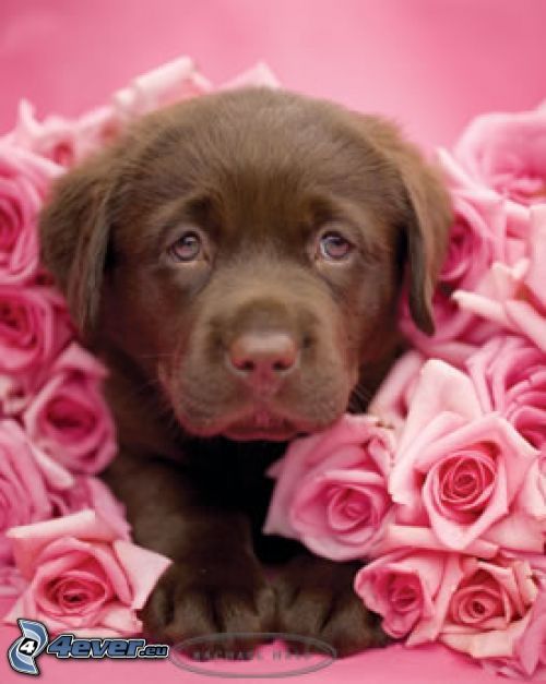 hnedé šteniatko, ruže, kvety, romantika