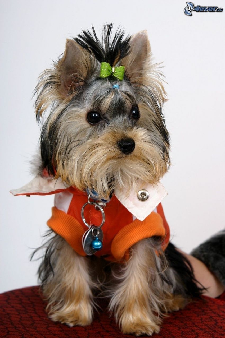 Jorkshírsky teriér s mašľou, oblečený pes