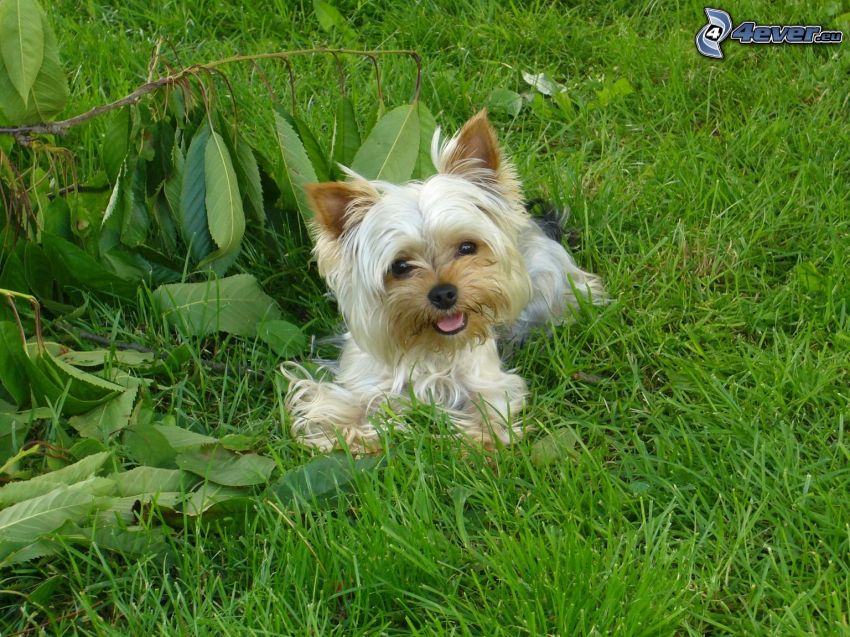Jorkšírsky teriér, pes na tráve