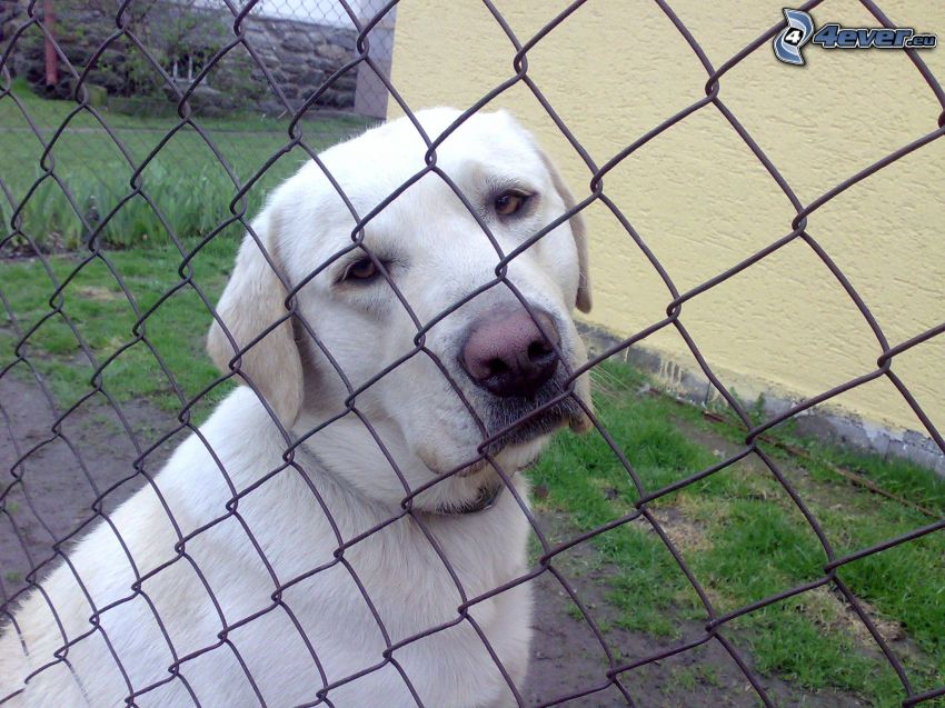 Labrador, drôtený plot