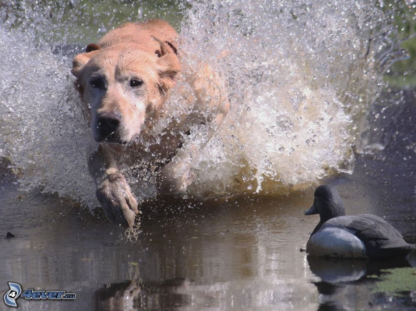 Labrador, kačka, pes vo vode