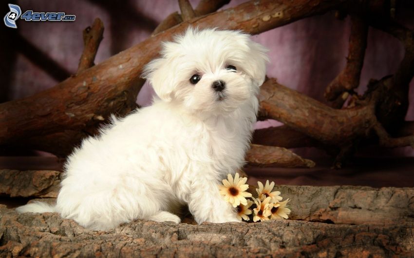 maltézsky pes, šteniatko, kvety, kôra stromu, drevo