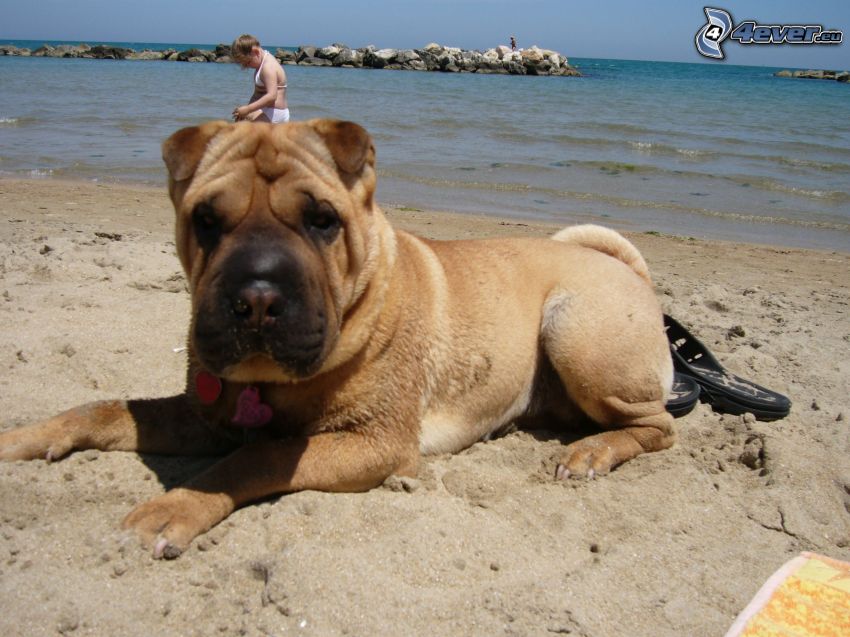 mops, pes na pláži, more