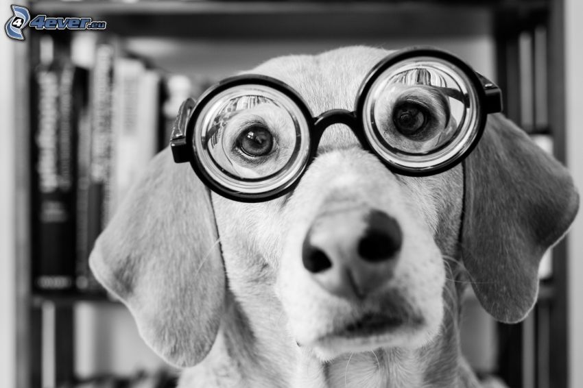 pes, okuliare, psí pohľad, čiernobiela fotka