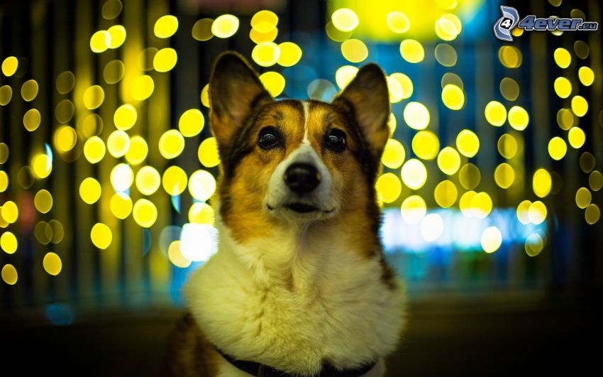 pes, svetielka