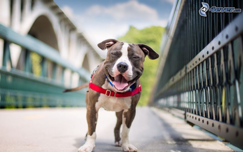 pes, úsmev, železný most
