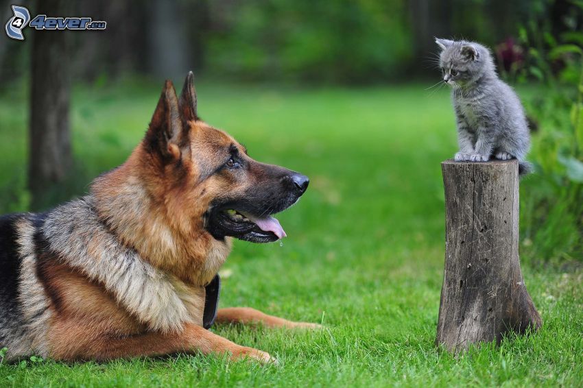 pes a mačka, vlčiak, sivé mačiatko, peň