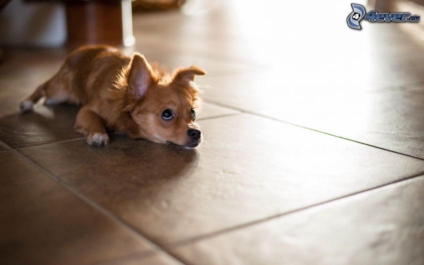 pes na podlahe