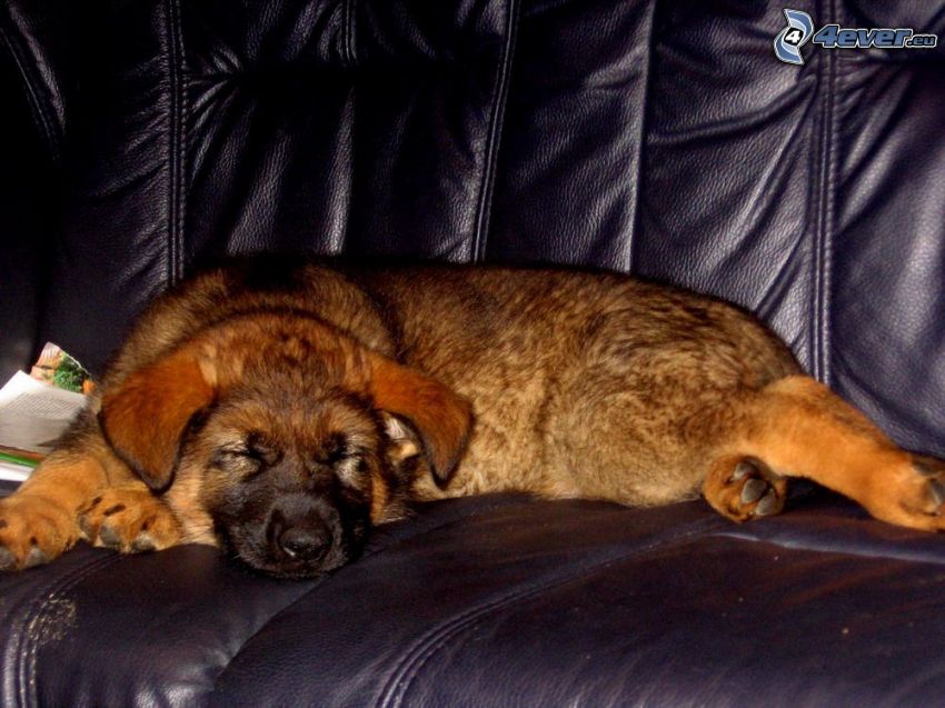 pes na sedačke, spiaci pes