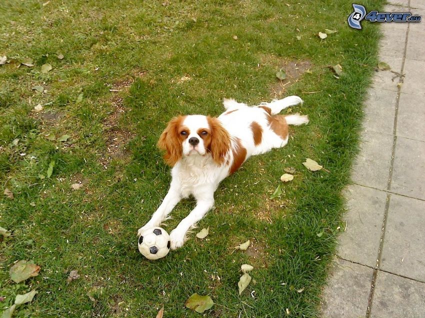 pes na tráve