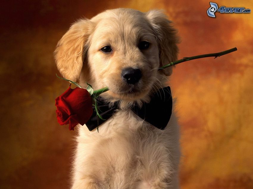 pes s ružou, šteňa, zlatý retríver, ruža