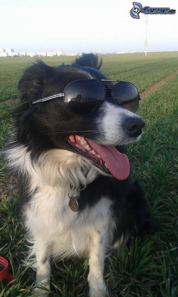 pes v okuliaroch, Borderská kólia, slnečné okuliare