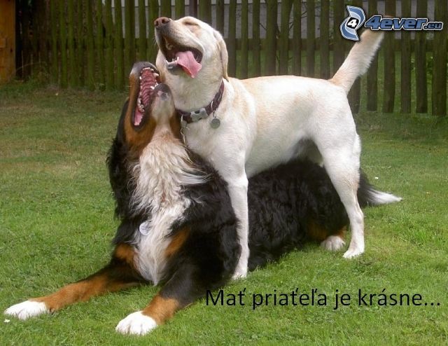 priatelia, psi, Labrador, Bernský salašnícky pes
