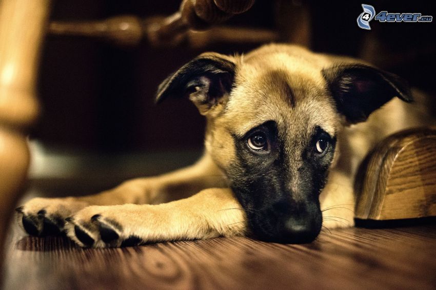 smutný pes, drevená podlaha
